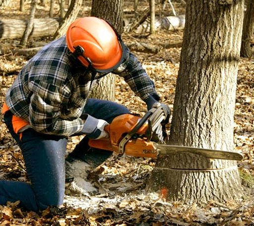 Tree Removal in Beulah, MI